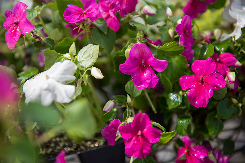 GEM_MVRHS_Plant-Sale_05.jpg