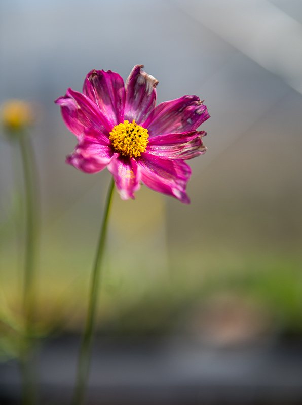 GEM_MVRHS_Plant-Sale_07.jpg
