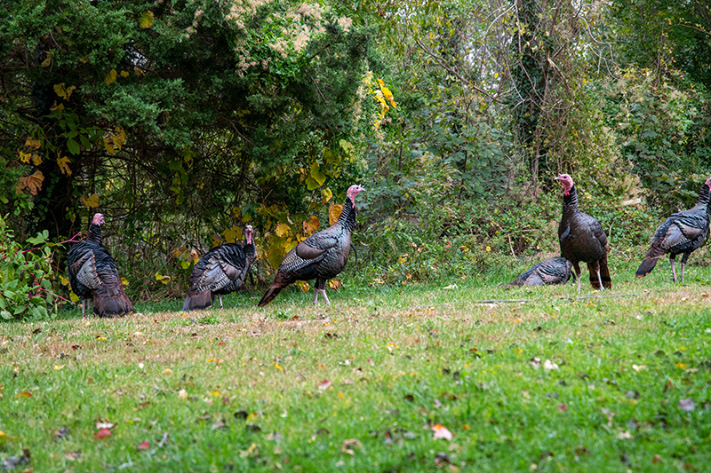 LP_Turkey_01.jpg