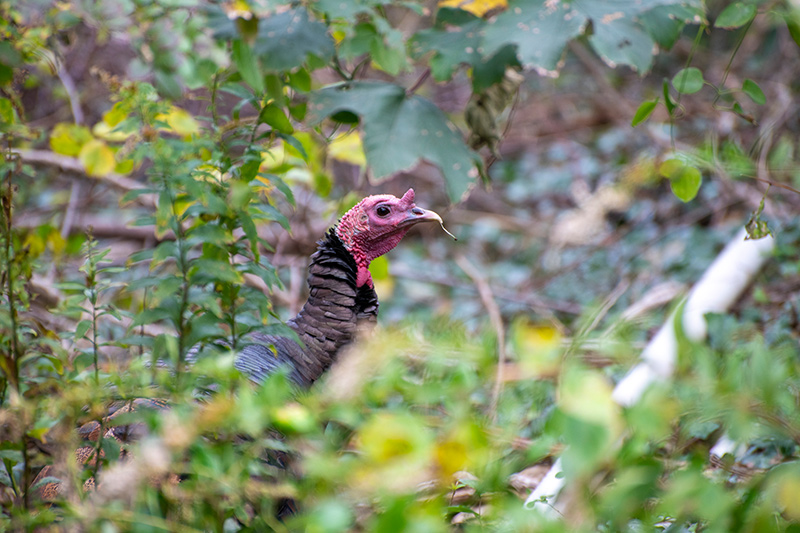 LP_Turkey_02.jpg