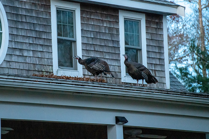 LP_Turkeys_03.jpg