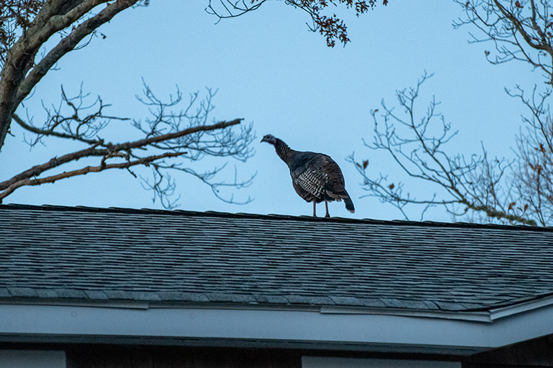 LP_Turkeys_04.jpg