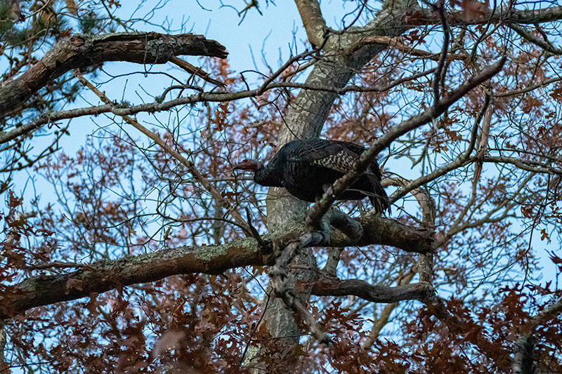 LP_Turkeys_05.jpg