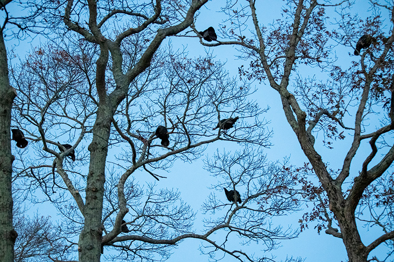 LP_Turkeys_06.jpg