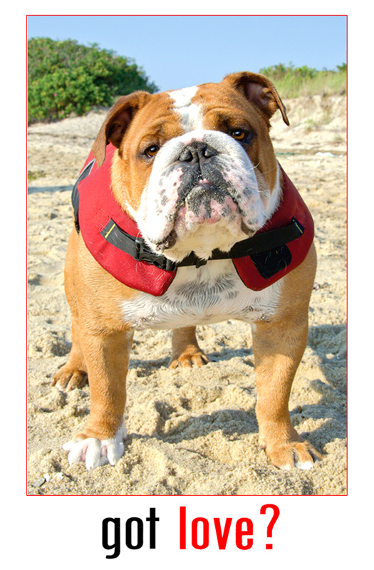 BULLDOG-GOT-LOVE.jpg