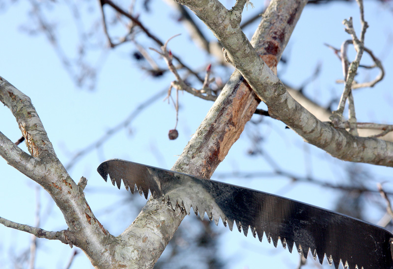 Branch-rubbing-damage.jpg
