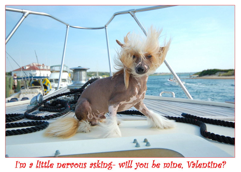 CHINESE-CRESTED-THIS-copy.jpg