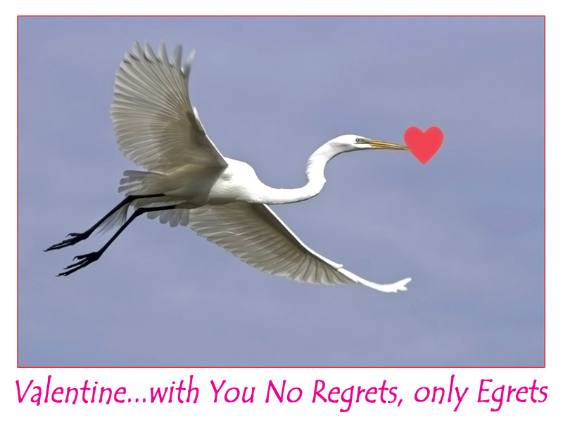 No-regrets-only-egrets-CARD.jpg