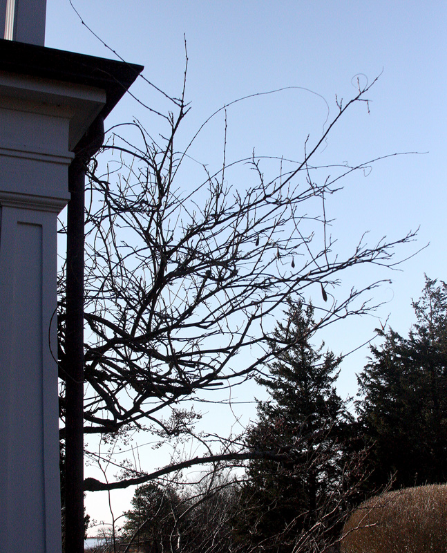 Wisteria-needing-trim.jpg