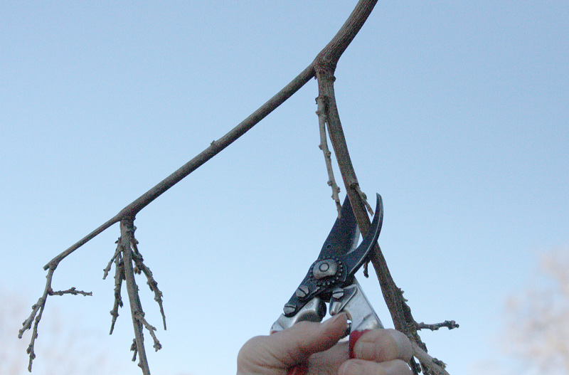 Wisteria-trim-3.jpg