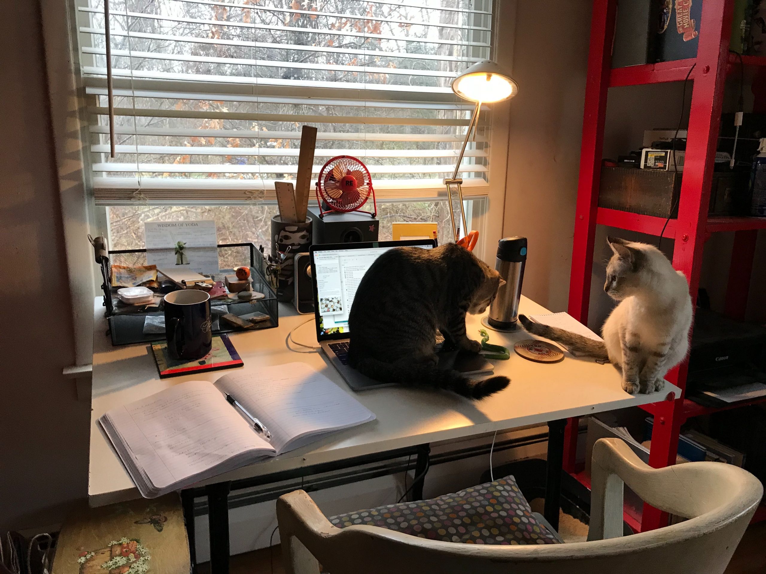 Ad Sales’ Alisun Armstrong shares her home office with her two cats.