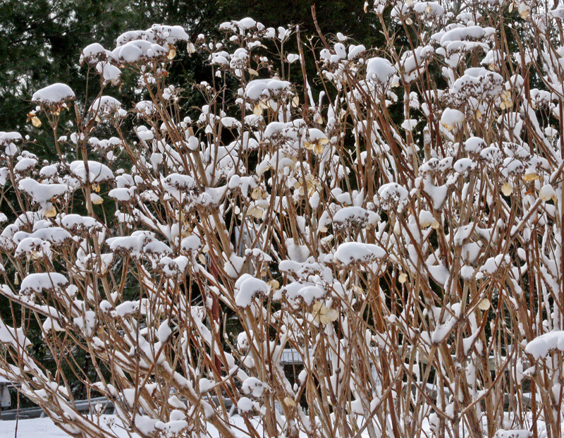 Snow-on-hydrangea.jpg