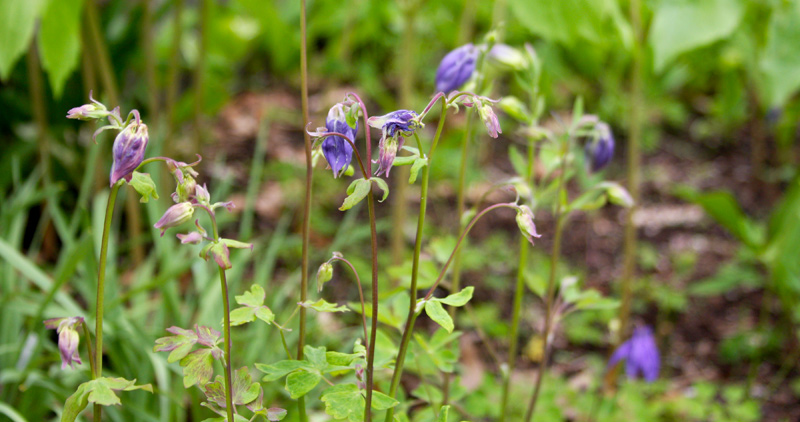 Columbine-2.jpg