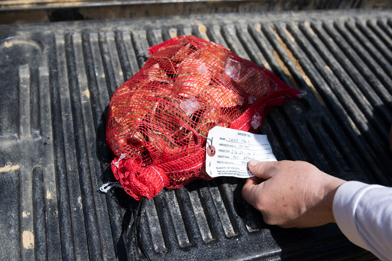Almost 400 bags of oysters were given away first-come-first-serve.