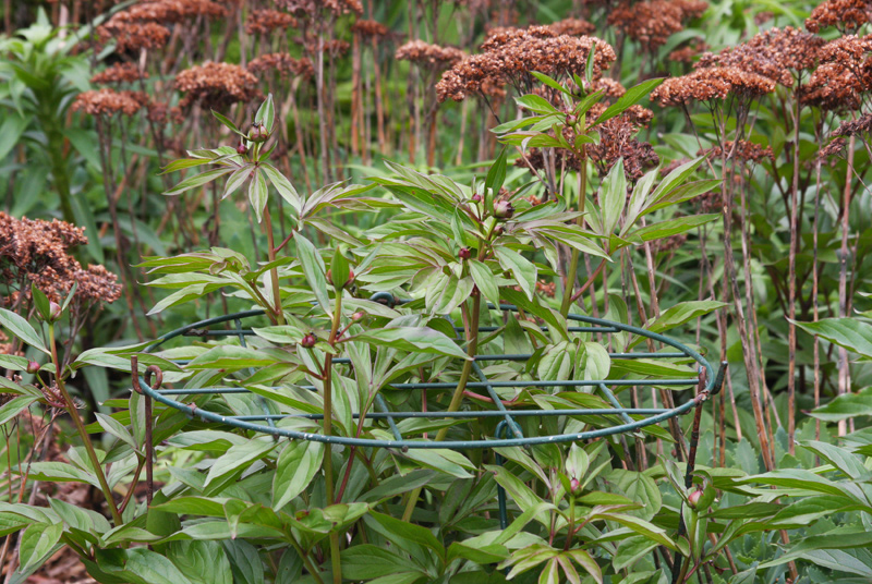 Peony-staking.jpg