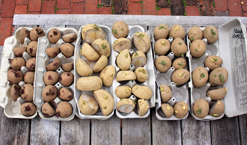 Seed-potatoes-2.jpg