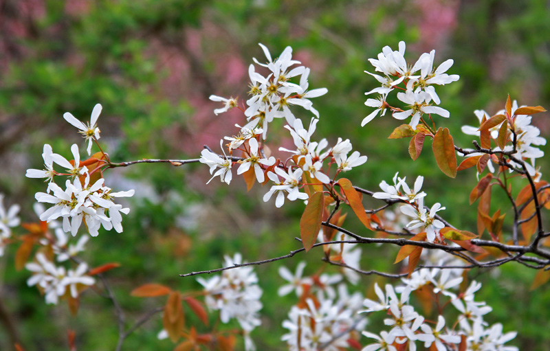 Shad-tree-blossoms-4.jpg