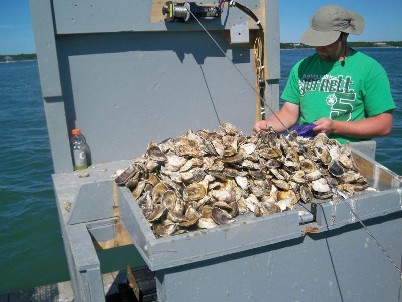 signature-oysters-2.jpg