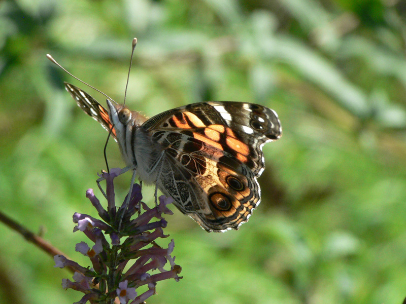 american-lady-butterfly.jpg