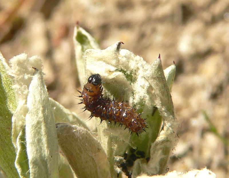 american-lady-caterpillar.jpg