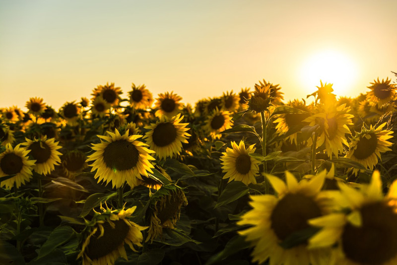 sunflower_field.jpg