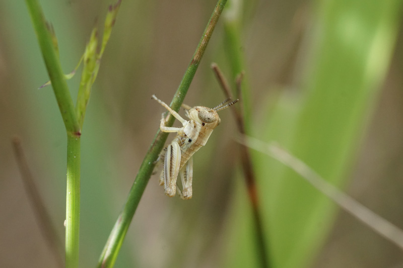 young-red-legged-grasshopper.jpg