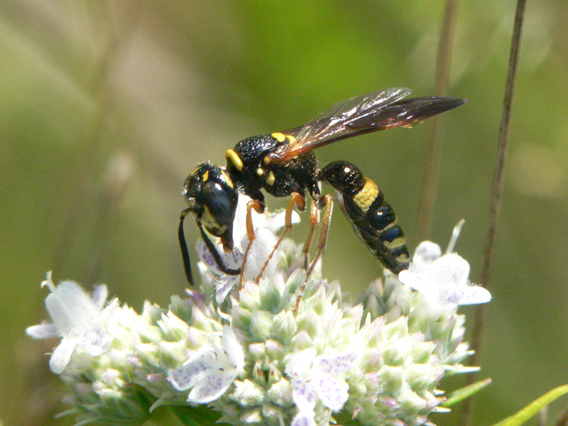philanthus-gibbosus-pollinating.jpg