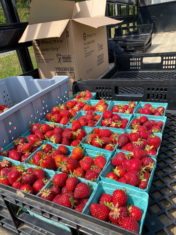 strawberry-picker-3.jpg