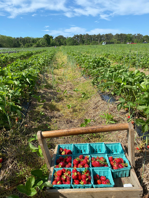 strawberry-picker-4.jpg
