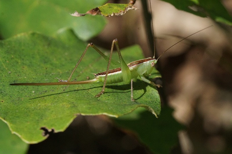 short-winged-meadow-katydid.jpg