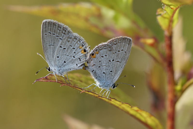 eastern-tailed-blue-butterflies-mating.jpg