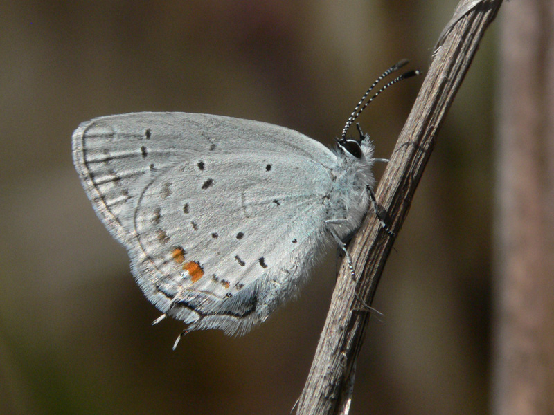 eastern-tailed-blue-butterfly.jpg