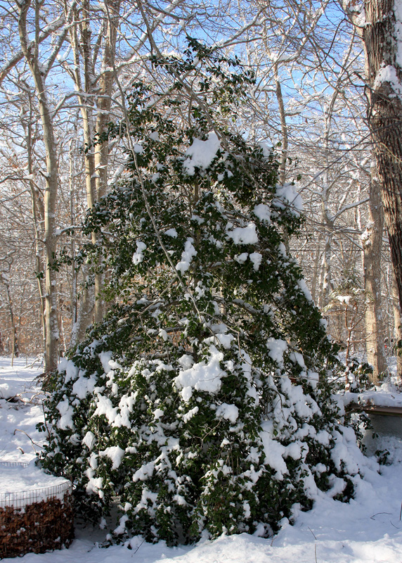 holly-tree-bird-shelter.jpg