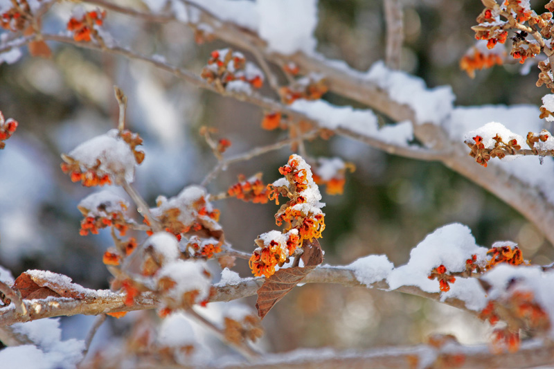 witch-hazel-blossoms.jpg