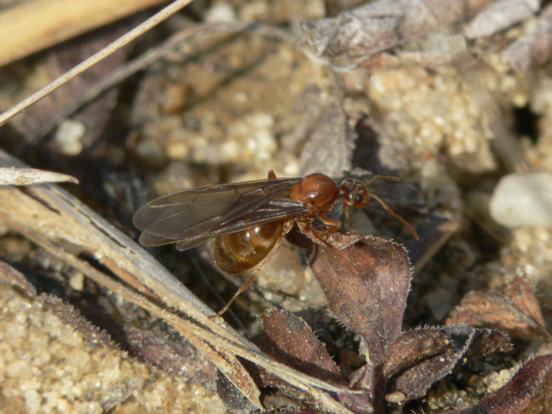 ant-queen-prenolepis-imparis.jpg