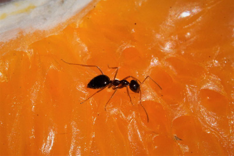ant-worker-tangerine-wedge.jpg