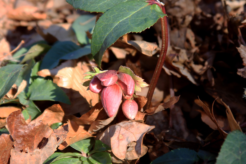 hellebore-ivory-prince-buds.jpg