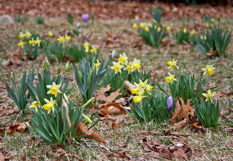 mini-daffodils.jpg