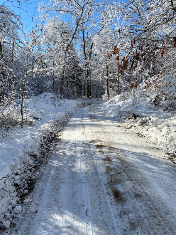 mollie-doyle-winter-path.jpg