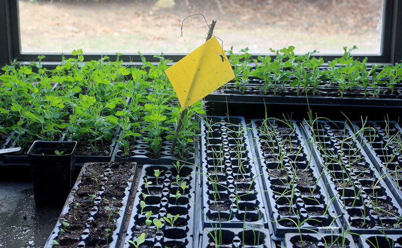 plant-seedlings.jpg