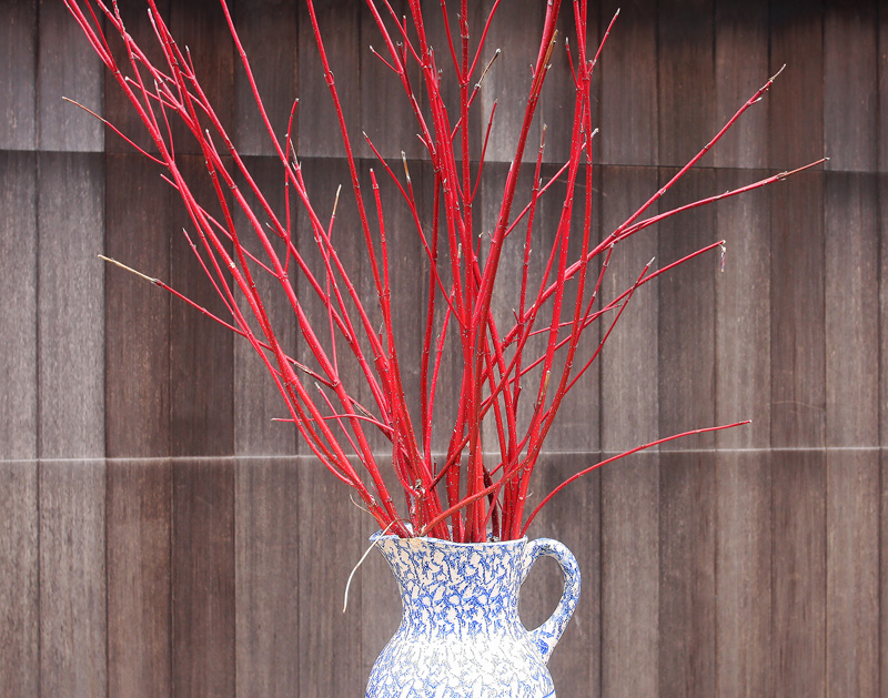red-twigged-dogwood.jpg