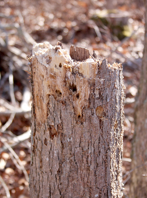 white-oak-stump.jpg