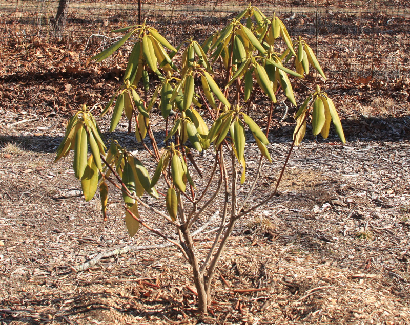 yellowed-rhododendron.jpg