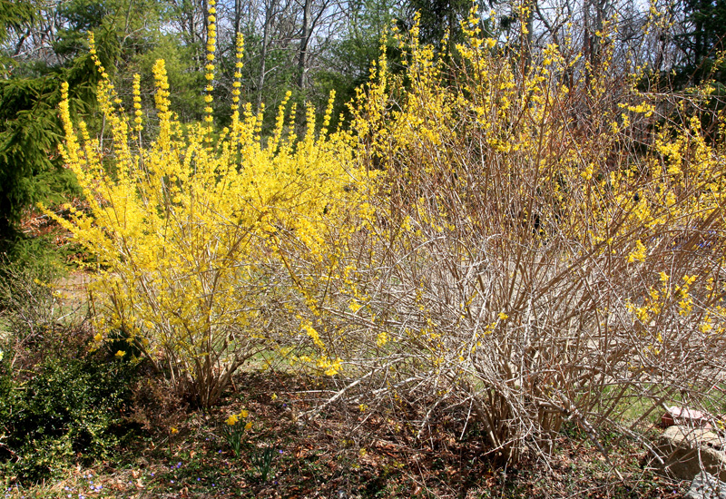 forsythia-bush-flowers.jpg