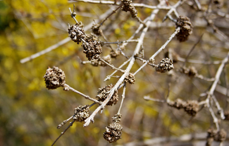 forsythia-bush-galls.jpg