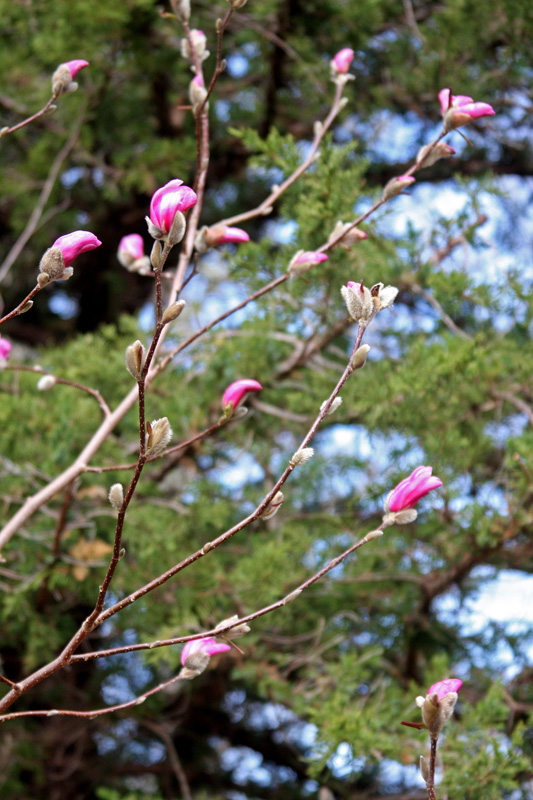 magnolia-bush-flowers.jpg