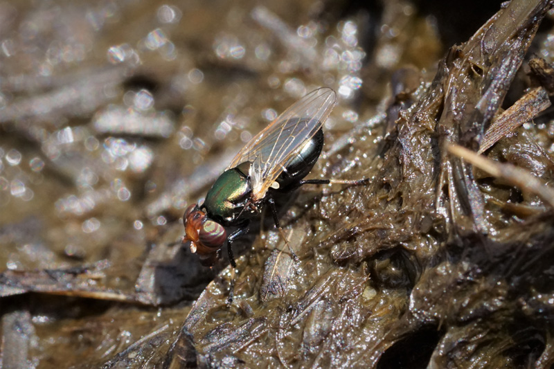 physiphora-alceae-fly.jpg