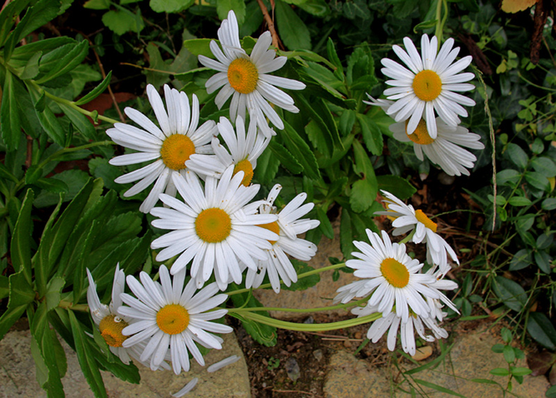 pinch-montauk-daisies-2