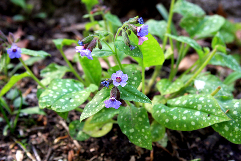 pulmonaria-spring-ephemeral-2