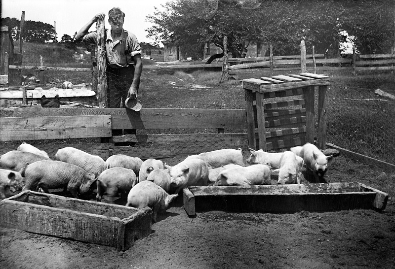 237a.-Pig-Tales-farmer.jpg